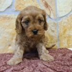 Ella-female-cavapoo-puppy-for-sale- (3)