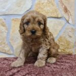 Ella-female-cavapoo-puppy-for-sale- (4)