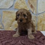 Ella-female-cavapoo-puppy-for-sale- (5)