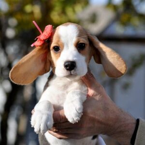 Ellia Beagle Ellia Beagle