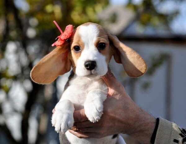 Ellia Beagle Ellia Beagle