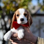 Ellia-female-Beagle-puppy-for-sale-2