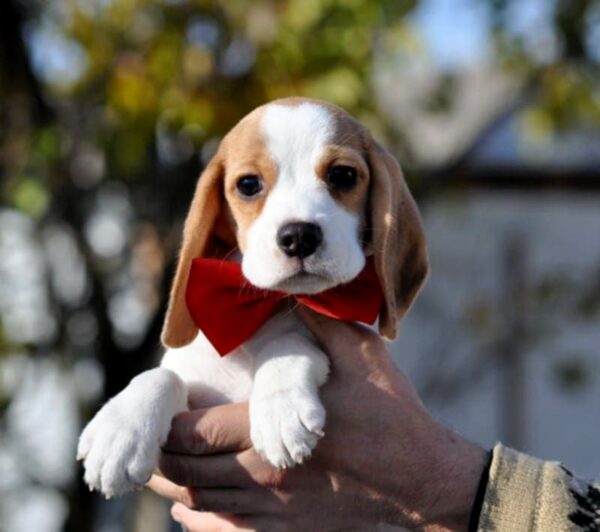 Ellia Beagle Ellia Beagle