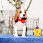 Ellia-female-Beagle-puppy-for-sale-3
