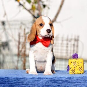 Ellia Beagle Ellia Beagle