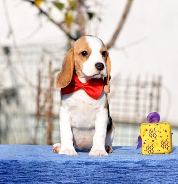 Ellia Beagle Ellia Beagle