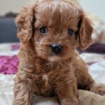 Elvin-male-cavapoo-puppy-for-sale-1 (1)