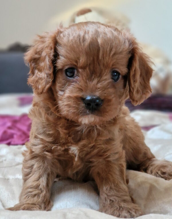 Elvin Cavapoo