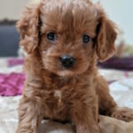 Eileen Cavapoo