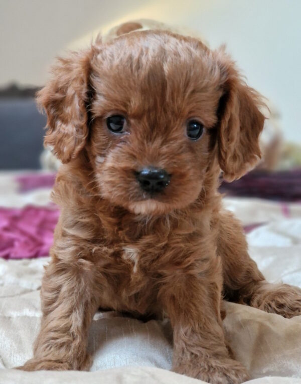 Elvin Cavapoo