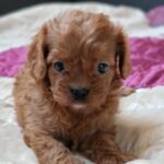 Eragon Cavapoo