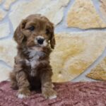 Emily-female-cavapoo-puppy-for-sale- (1)