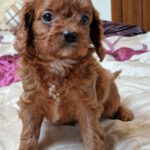 Emily-female-cavapoo-puppy-for-sale-1 (2)