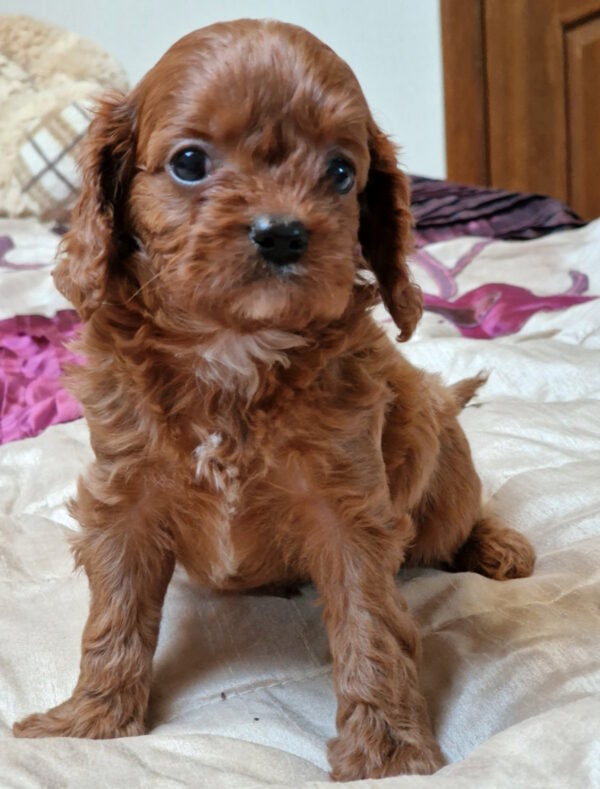 Emily Cavapoo