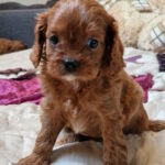 Emily-female-cavapoo-puppy-for-sale-1 (3)