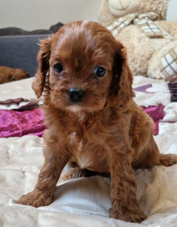 Emily Cavapoo