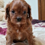 Emily-female-cavapoo-puppy-for-sale-1 (4)