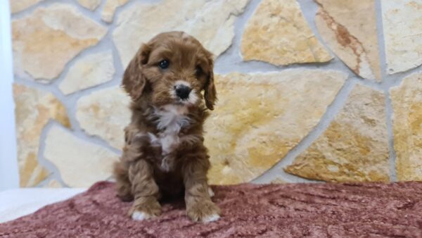 Emily Cavapoo Emily Cavapoo