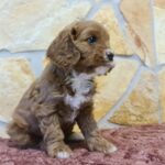 Emily-female-cavapoo-puppy-for-sale- (2)