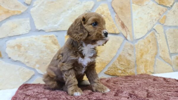 Emily Cavapoo Emily Cavapoo