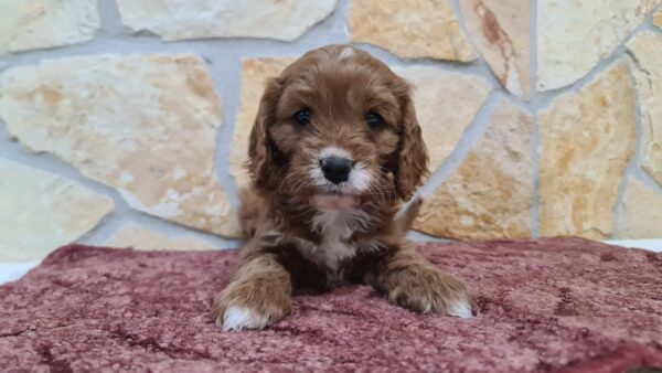 Emily Cavapoo Emily Cavapoo