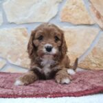 Emily-female-cavapoo-puppy-for-sale- (4)