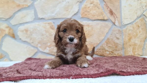 Emily Cavapoo Emily Cavapoo