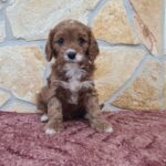 Emily-female-cavapoo-puppy-for-sale- (5)