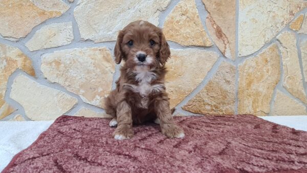 Emily Cavapoo Emily Cavapoo