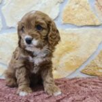 Emily-female-cavapoo-puppy-for-sale- (6)