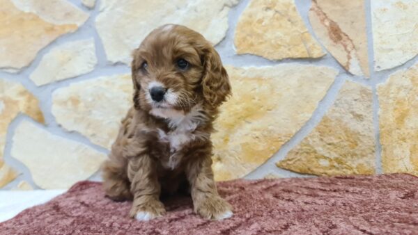 Emily Cavapoo Emily Cavapoo