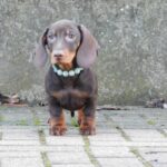 Emory-male-miniature-dachshund-puppy-for-sale-1 (1)