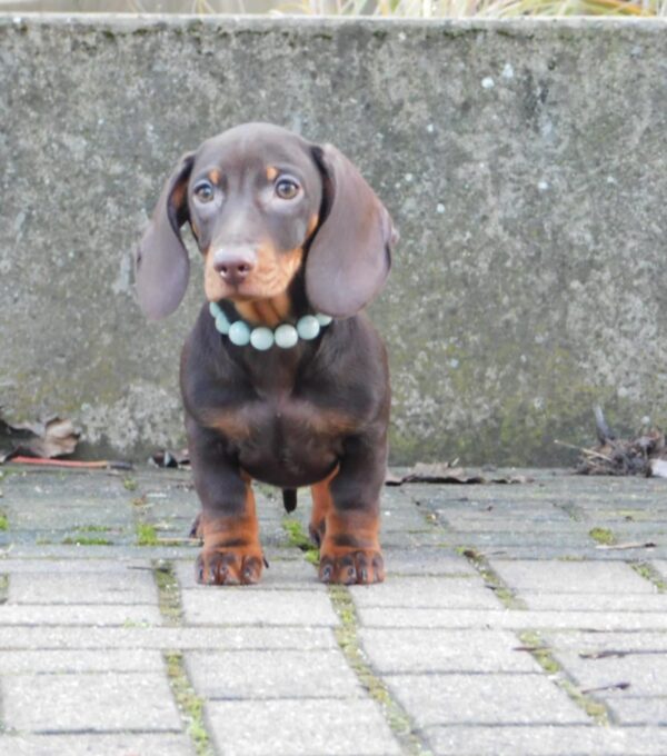 Emory Miniature Dachshund Emory Miniature Dachshund