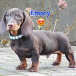 Emory-male-miniature-dachshund-puppy-for-sale-1 (2)
