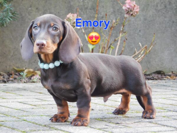 Emory Miniature Dachshund Emory Miniature Dachshund