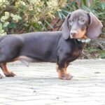 Emory-male-miniature-dachshund-puppy-for-sale-1 (3)