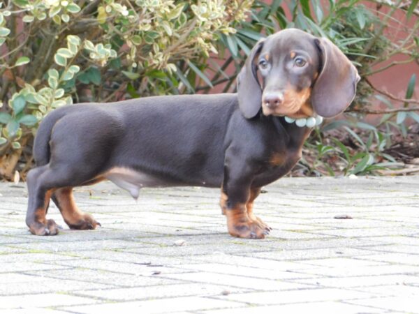 Emory Miniature Dachshund Emory Miniature Dachshund