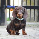 Emory-male-miniature-dachshund-puppy-for-sale-1 (4)