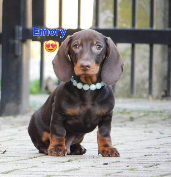 Emory Miniature Dachshund Emory Miniature Dachshund