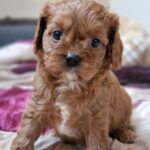 Entoni-male-cavapoo-puppy-for-sale-1 (1)