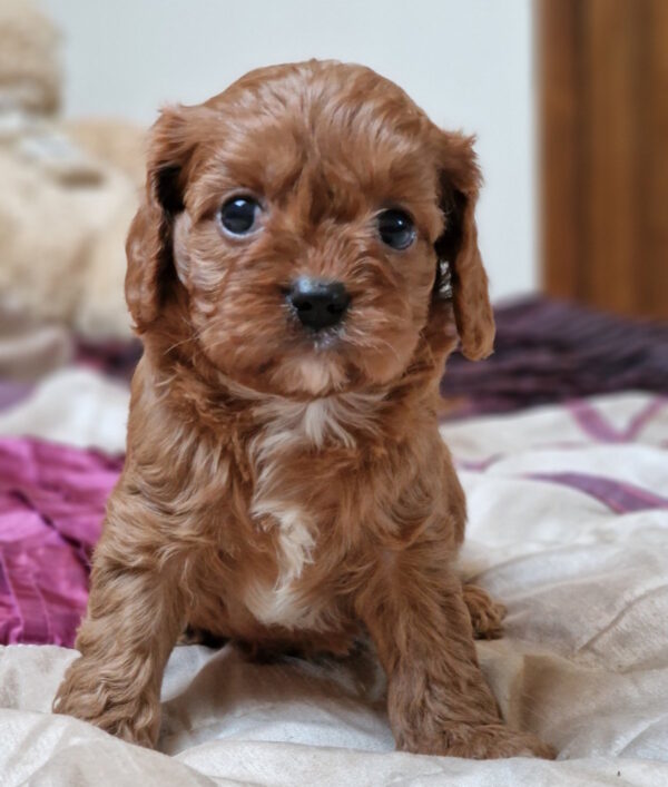 Entoni Cavapoo