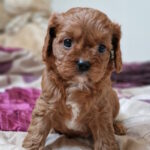 Entoni-male-cavapoo-puppy-for-sale-1 (3)