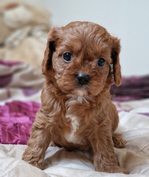 Entoni Cavapoo