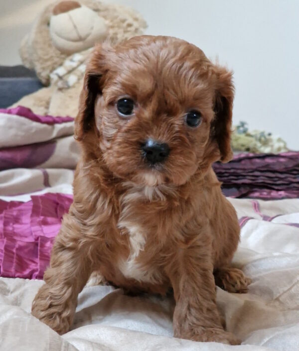 Entoni Cavapoo