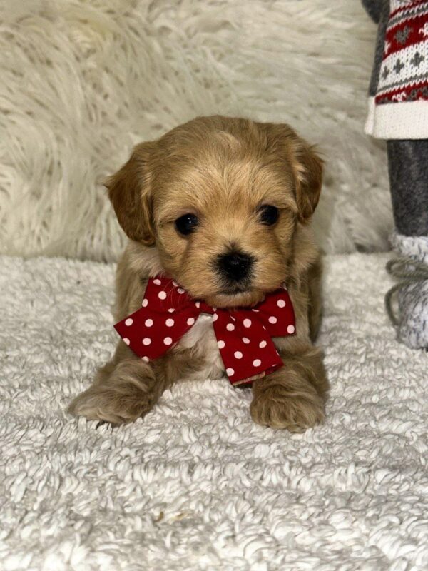 Enzo Maltipoo Enzo Maltipoo