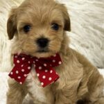 Enzo-male-Maltipoo-puppy-for-sale-2