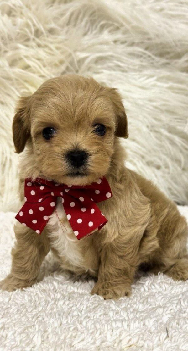 Enzo Maltipoo Enzo Maltipoo