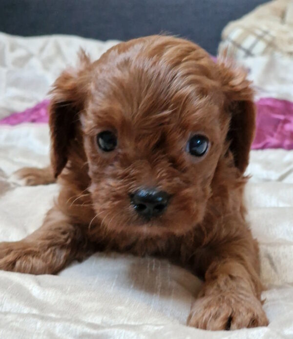 Eragon Cavapoo