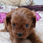 Eragon-male-cavapoo-puppy-for-sale-1 (2)