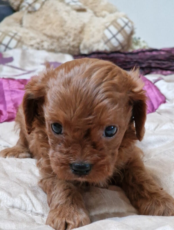 Eragon Cavapoo